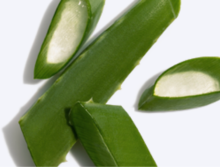 Close up of Aloe Vera